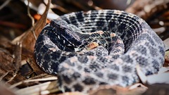 Sistrurus miliarius barbouri