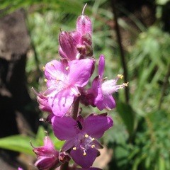 Thyrsanthemum floribundum