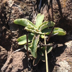 Thompsonella minutiflora