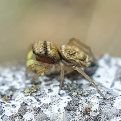 Heliophanus tribulosus