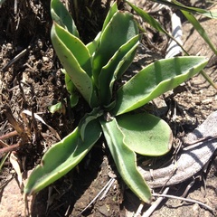 Thompsonella minutiflora