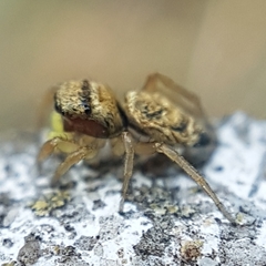 Heliophanus tribulosus