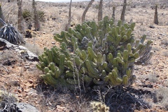 Myrtillocactus cochal