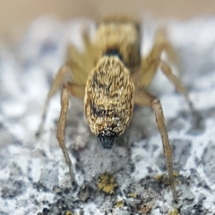 Heliophanus tribulosus