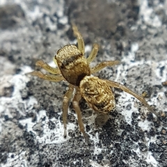 Heliophanus tribulosus