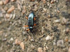 Strongylium erythrocephalum