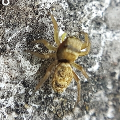 Heliophanus tribulosus