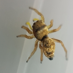 Heliophanus tribulosus