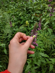 Rhinanthus alectorolophus