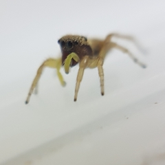 Heliophanus tribulosus