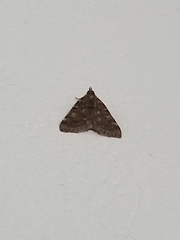 Aglossa pinguinalis