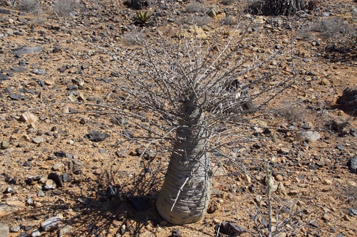 Boojum tree