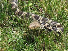 Pantherophis ramspotti