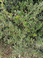 Phillyrea latifolia
