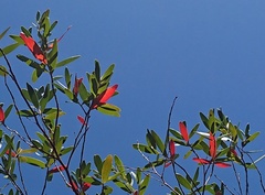 Leptospermum luehmannii