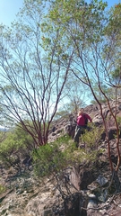 Leptospermum luehmannii