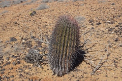 Ferocactus peninsulae