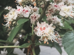 Aesculus hippocastanum