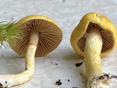 Cortinarius lewisii