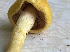 Cortinarius lewisii