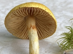Cortinarius lewisii