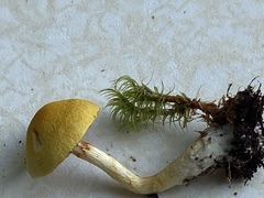 Cortinarius lewisii