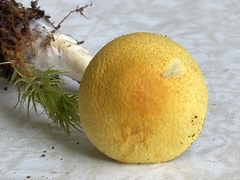 Cortinarius lewisii