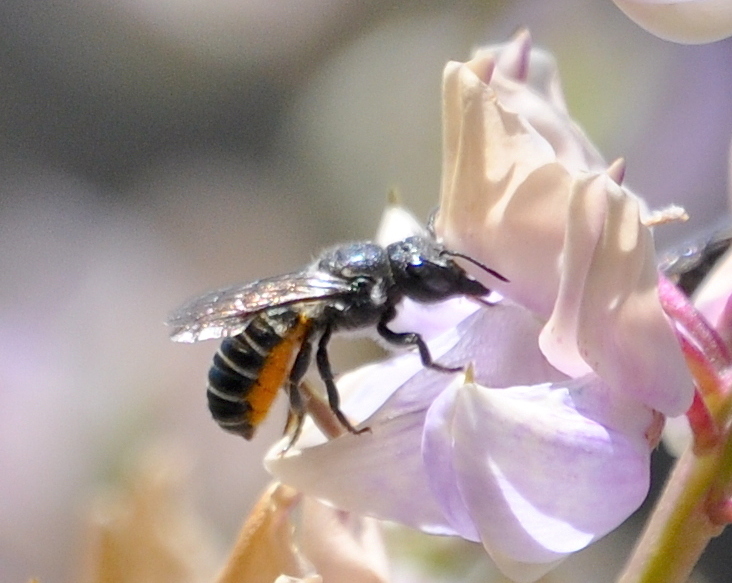 Megachile angelarum