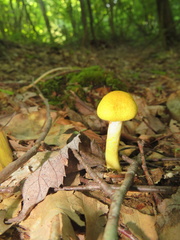 Cortinarius lewisii