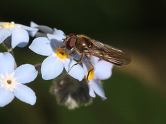 Platycheirus scutatus