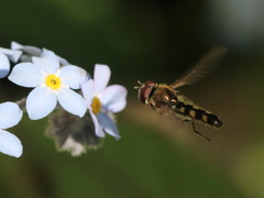 Platycheirus scutatus