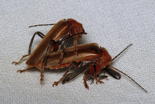 Livid Soldier Beetle photo 4