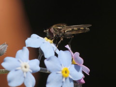 Platycheirus scutatus
