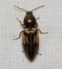 Stropenron hieroglyphica