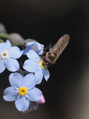 Platycheirus scutatus