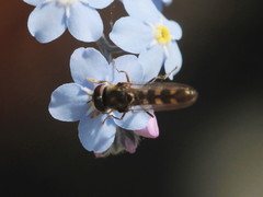 Platycheirus scutatus