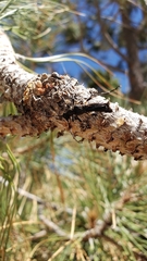 Necydalis cavipennis