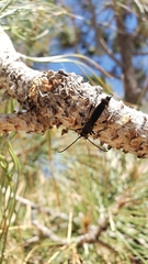 Necydalis cavipennis
