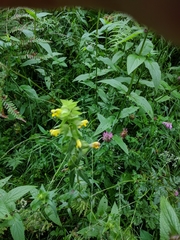 Rhinanthus alectorolophus