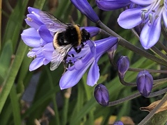 Bombus