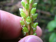 Prescottia stachyodes