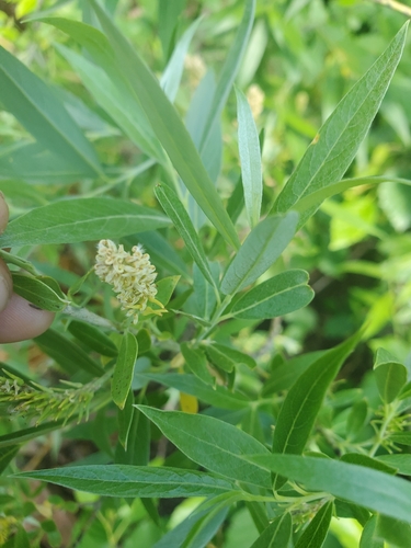 Image of Salix geyeriana by (c) Kate, some rights reserved (CC BY)