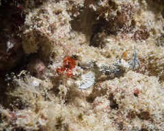Synchiropus