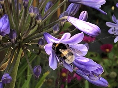 Bombus