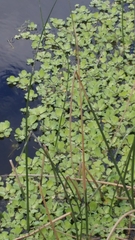 Pistia stratiotes image