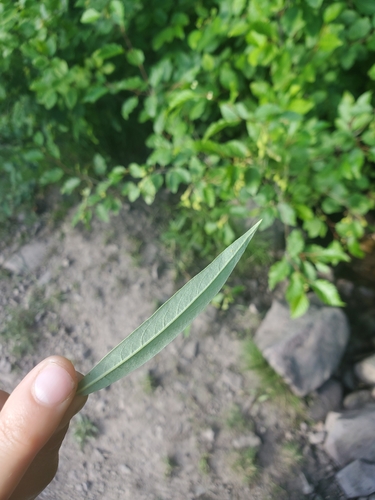 Image of Salix geyeriana by (c) Kate, some rights reserved (CC BY)
