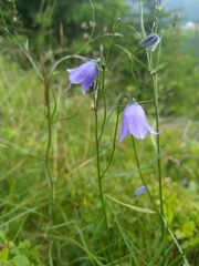 Campanula bohemica