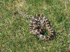 Pantherophis ramspotti