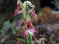 Pterichis triloba