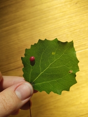 Cecidomyiini